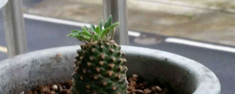 铁甲球浇水方法 铁甲球浇水方法