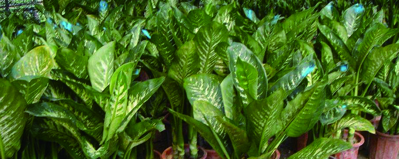 植物怎么才能长的茂盛 植物怎么才能长的茂盛
