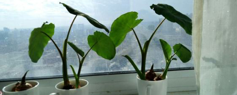 水培植物养大后怎么办 水培植物养大后怎么办