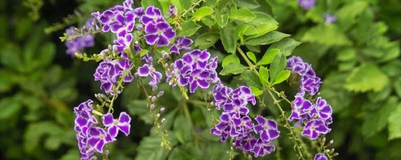 蕾丝金露花怎么养 蕾丝金露花怎么养