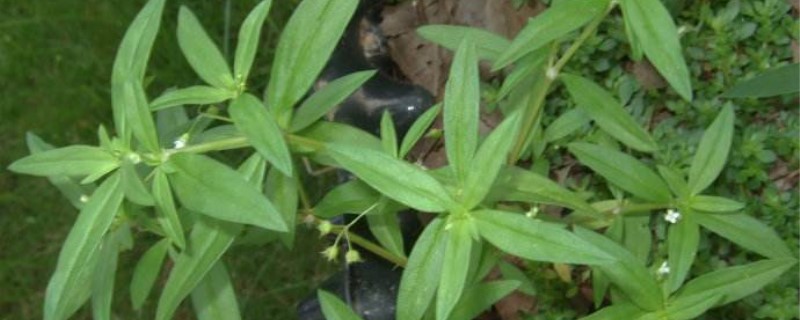 白花蛇舌草的养殖方法和注意事项 白花蛇舌草的养殖方法和注意事项
