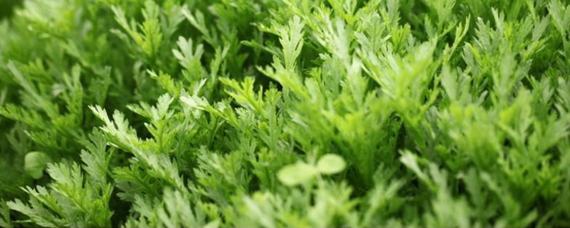茼蒿的养殖方法和注意事项 茼蒿的养殖方法和注意事项