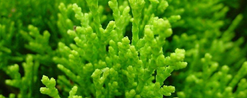 珊瑚草的养殖方法和注意事项 珊瑚草的养殖方法和注意事项