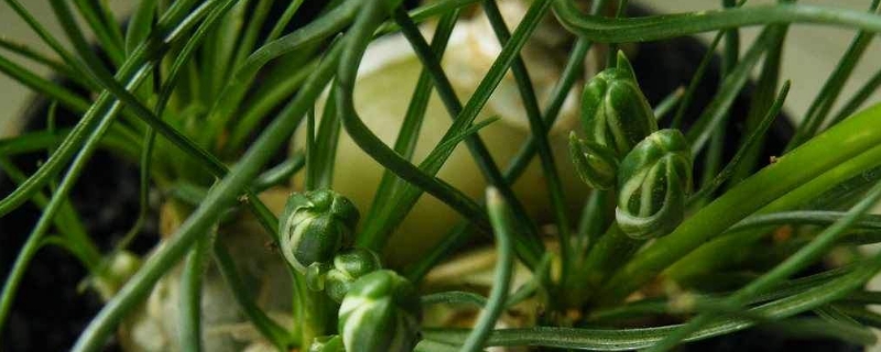 大苍角殿的养殖方法和注意事项 大苍角殿的养殖方法和注意事项