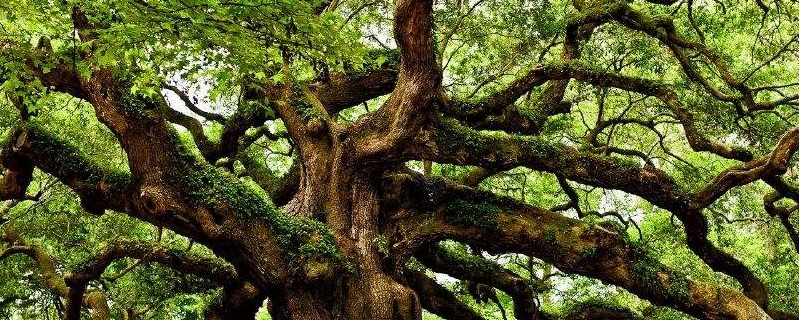 橡树的养殖方法和注意事项 橡树的养殖方法和注意事项