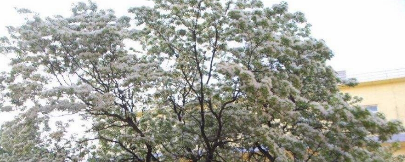 流苏树的养殖方法和注意事项 流苏树的养殖方法和注意事项