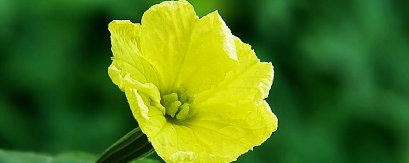 丝瓜花的养殖方法和注意事项 丝瓜花的养殖方法和注意事项