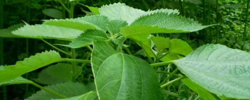 苎麻的养殖方法和注意事项 苎麻的养殖方法和注意事项