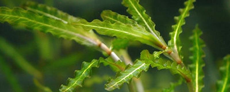 菹草的养殖方法和注意事项 菹草的养殖方法和注意事项