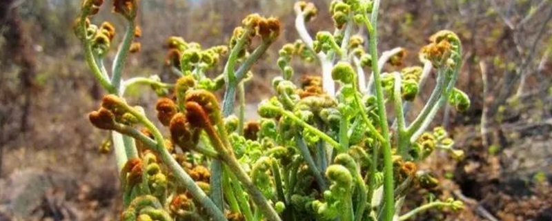 蕨菜的养殖方法和注意事项 蕨菜的养殖方法和注意事项