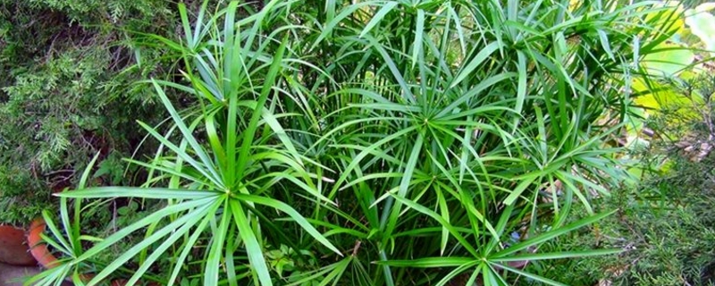 伞草的养殖方法和注意事项 伞草的养殖方法和注意事项