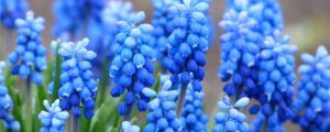 风信子花代表什么意思