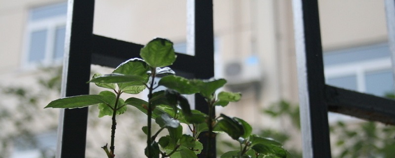 冰水花怎么养 冰水花怎么养