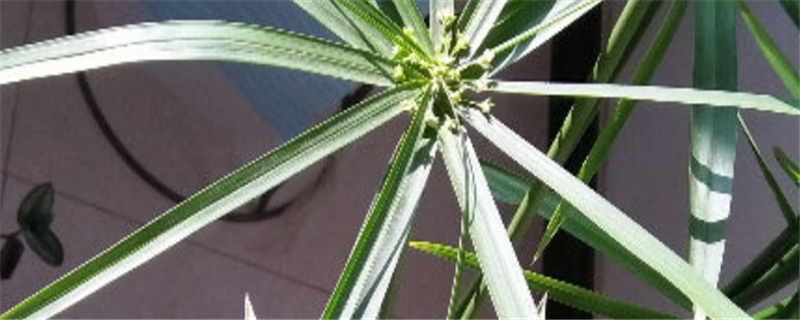 伞竹怎么养 伞竹怎么养