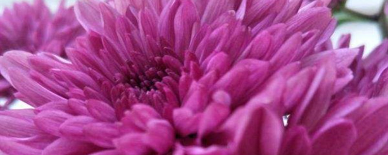 红薯花怎么养 红薯花怎么养