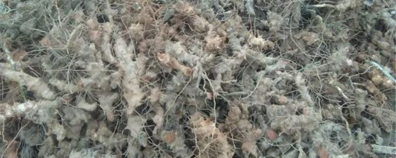 菝葜的养殖方法和注意事项 菝葜的养殖方法和注意事项