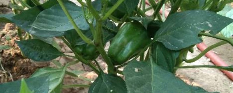 菜椒的养殖方法和注意事项 菜椒的养殖方法和注意事项