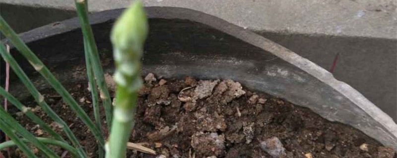 芦笋的养殖方法和注意事项 芦笋的养殖方法和注意事项