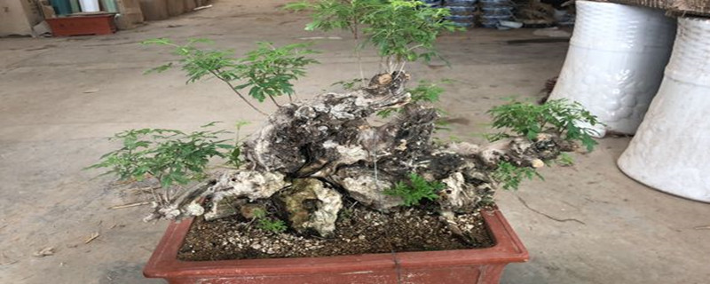 黄荆怎么栽怎么养 黄荆怎么栽怎么养