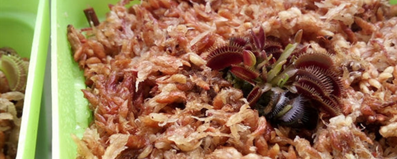 食蚊草怎么养殖 食蚊草怎么养殖