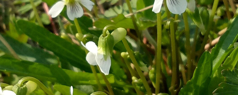 白花地丁繁殖方法 白花地丁繁殖方法