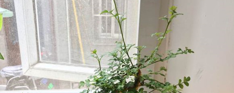 白蜡盆景怎么种植 白蜡盆景怎么种植