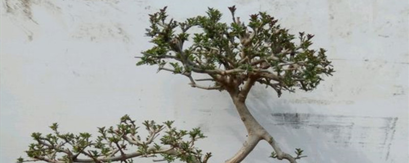 对节白蜡怎么种植 对节白蜡怎么种植