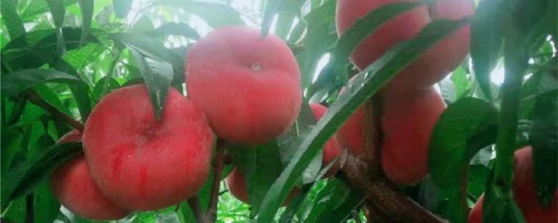 蟠桃的养殖方法和注意事项 蟠桃的养殖方法和注意事项