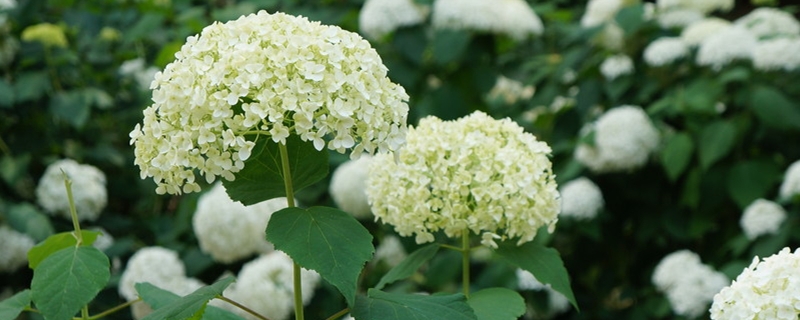 绣球花和风信子的区别 绣球花和风信子的区别