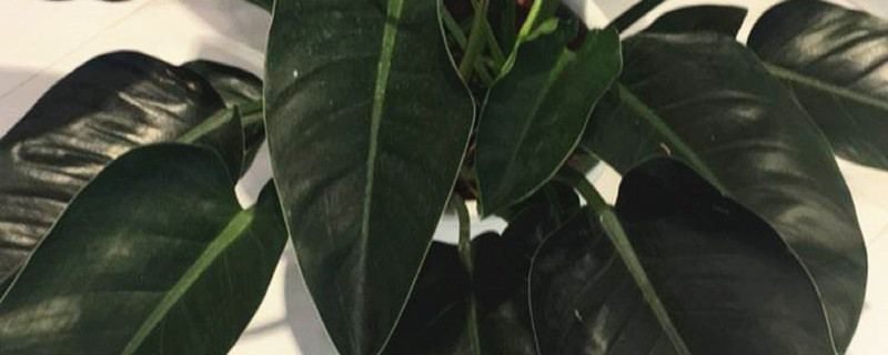 植物金钻和红钻的区别 植物金钻和红钻的区别