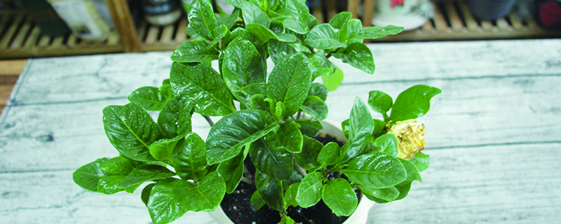 鸡蛋花和栀子花区别 鸡蛋花和栀子花区别