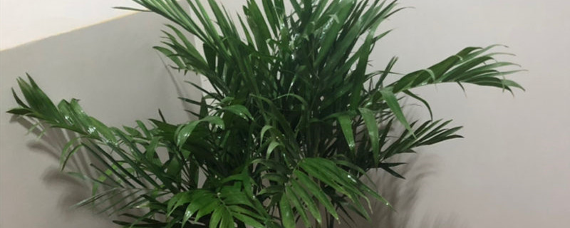 散尾葵和夏威夷椰子的区别 散尾葵和夏威夷椰子的区别