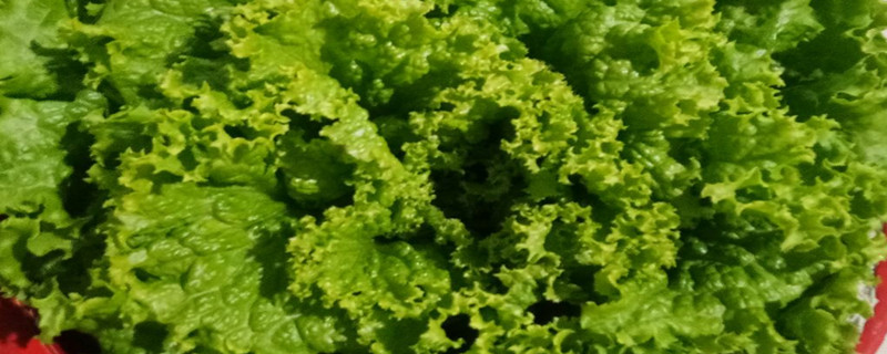 球生菜和普通生菜区别 球生菜和普通生菜区别