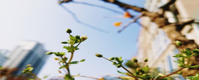 野菠菜的养殖方法 野菠菜的养殖方法