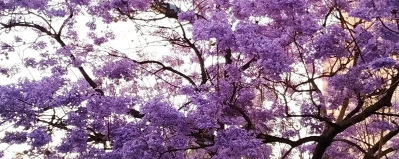 合欢花和蓝花楹的区别 合欢花和蓝花楹的区别