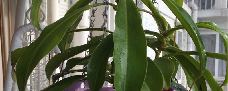 瓶子草和猪笼草的区别 瓶子草和猪笼草的区别