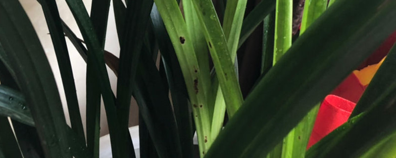 大花惠兰和墨兰的区别 大花惠兰和墨兰的区别