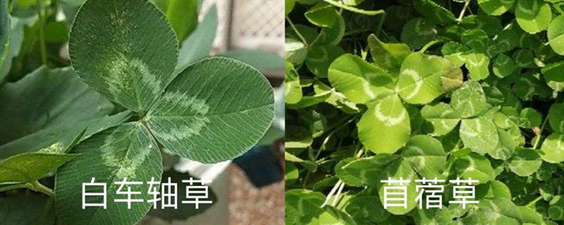白车轴草和苜蓿草的区别,白车轴草是不是四叶草 白车轴草和苜蓿草的区别,白车轴草是不是四叶草