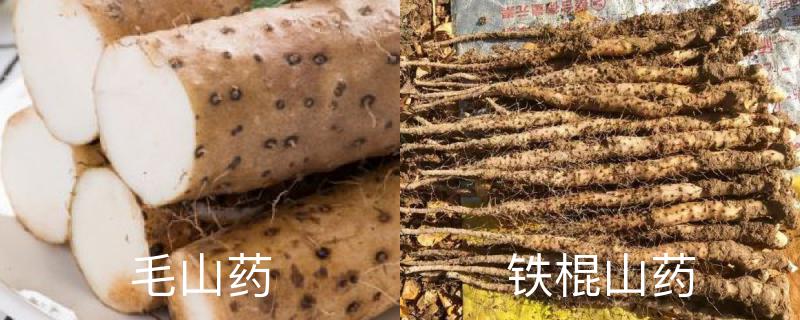 毛山药和铁棍山药区别 毛山药和铁棍山药区别