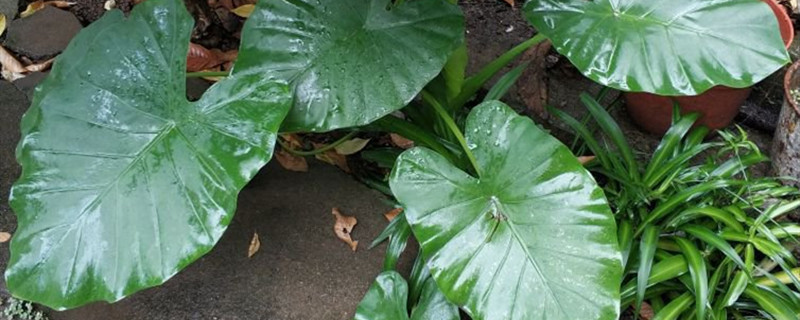海芋和滴水观音的区别,滴水观音图片 海芋和滴水观音的区别,滴水观音图片