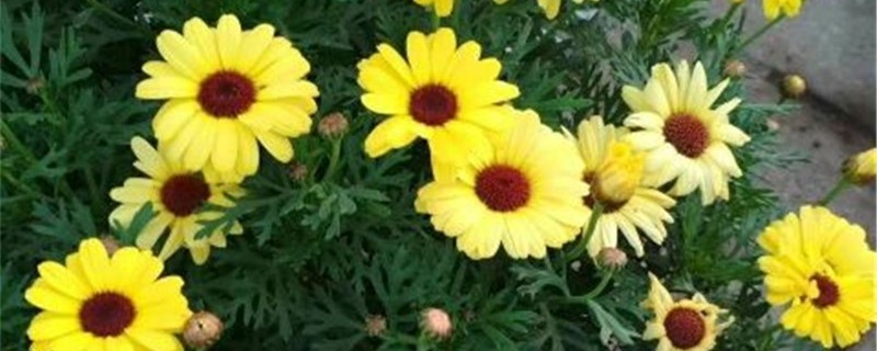 茼蒿花的养殖方法 茼蒿花的养殖方法