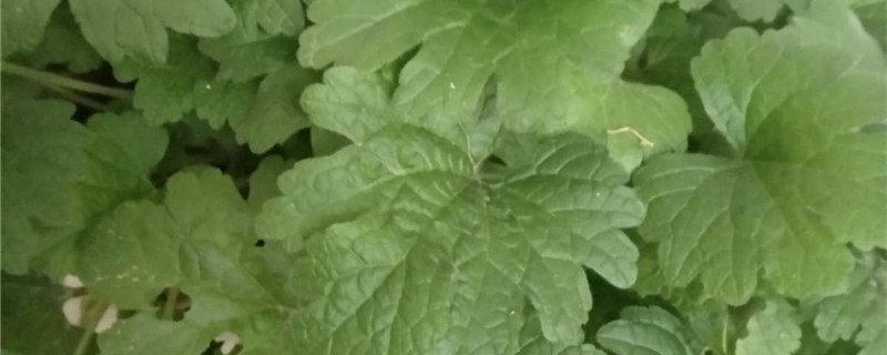 夏至草的养殖方法 夏至草的养殖方法