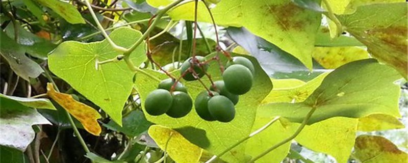 蝙蝠葛的养殖方法 蝙蝠葛的养殖方法