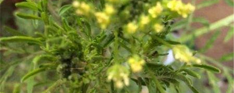 播娘蒿的养殖方法 播娘蒿的养殖方法