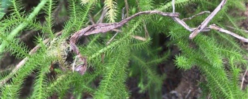 垂穗石松的养殖方法 垂穗石松的养殖方法