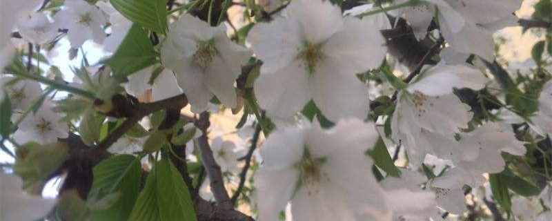 大岛樱的养殖方法 大岛樱的养殖方法