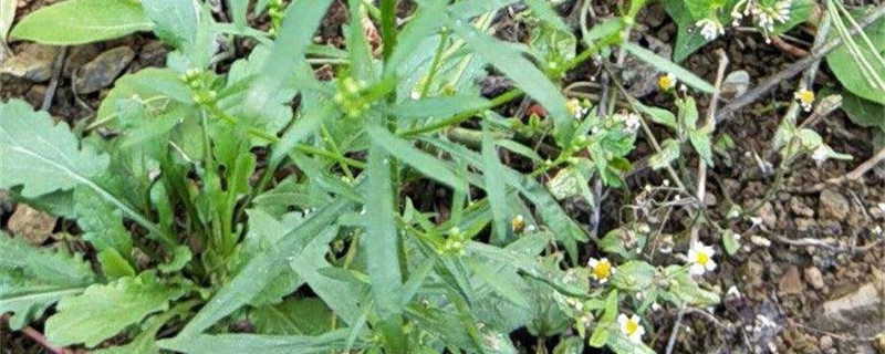 独行菜的养殖方法 独行菜的养殖方法