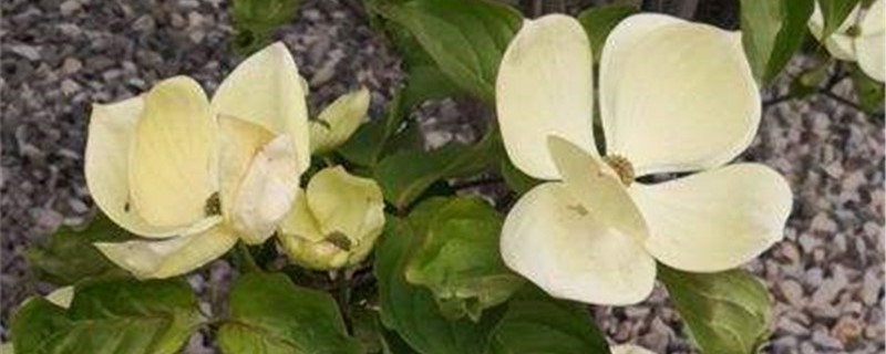峨眉四照花的养殖方法 峨眉四照花的养殖方法