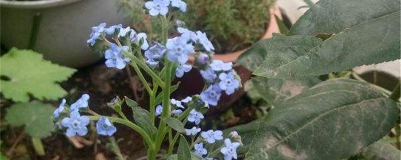 蓝布裙的养殖方法 蓝布裙的养殖方法