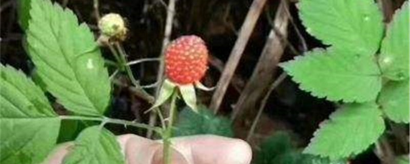蓬蘽的养殖方法 蓬蘽的养殖方法